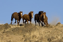 horse2