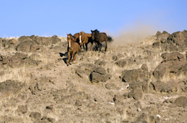 horse4