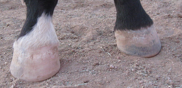 horse3
