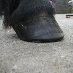 hoof