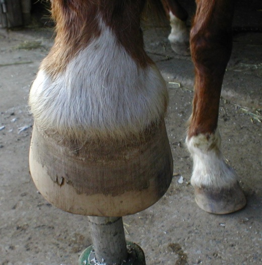 hoof